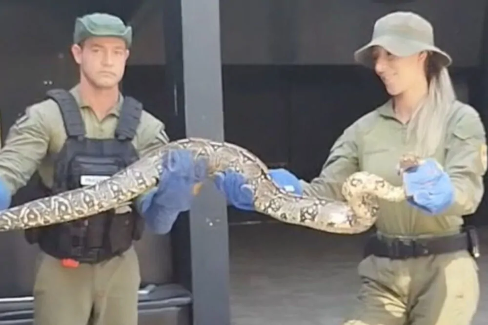 cobras