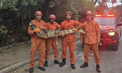 jacare-papo-amarelo-niteroi